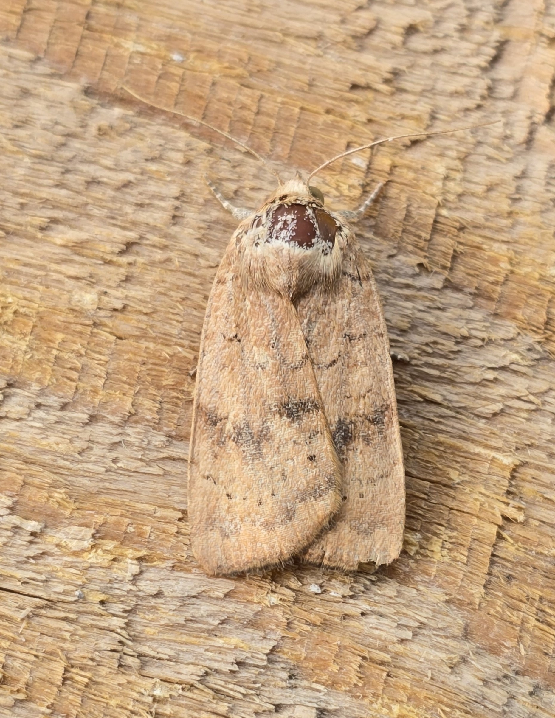 Photo of Least Yellow Underwing (Noctua interjecta)